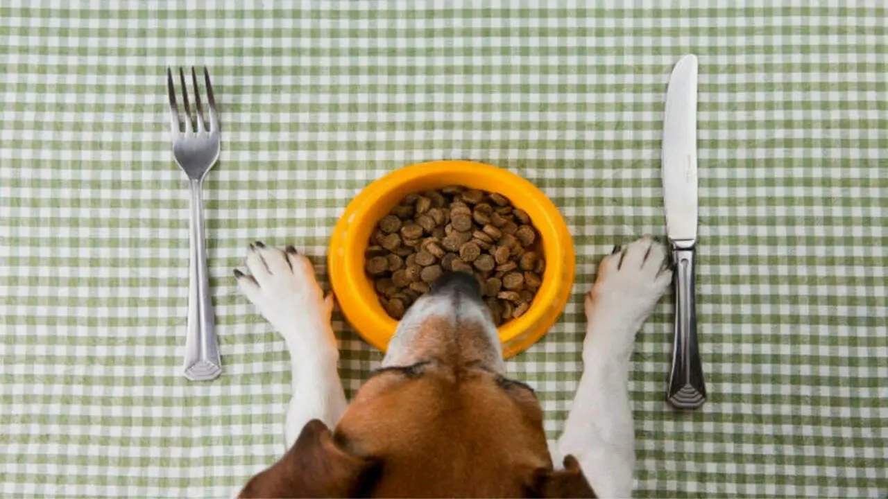 Types Of Dog Food Allowed On Planes