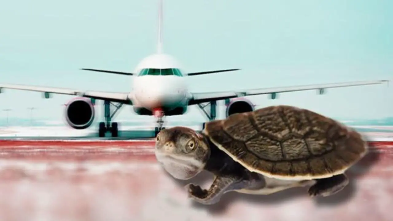 What Should You Do If You Get A Turtle On A Plane