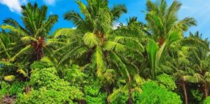 Ultimate Island-Hopping Guide In The Philippines - Logds