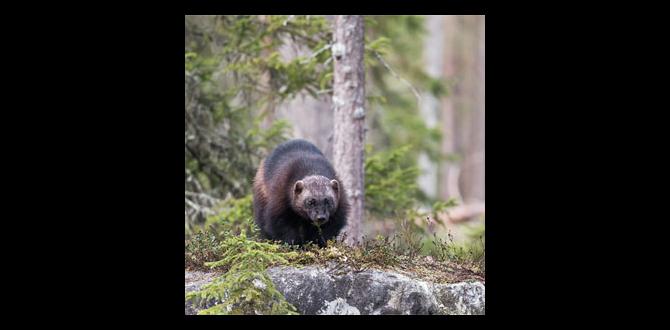 wildlife travel in europe