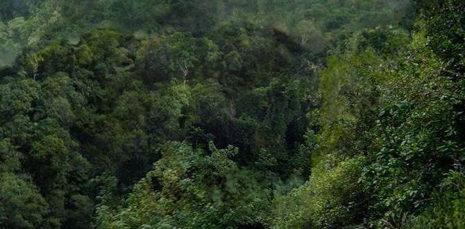 jungle swing bridges in the Amazon jungle swing bridges in the Amazon