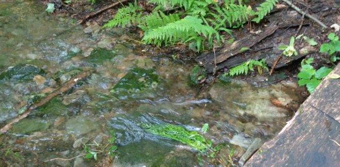 most extreme jungle log balance crossings most extreme jungle log balance crossings
