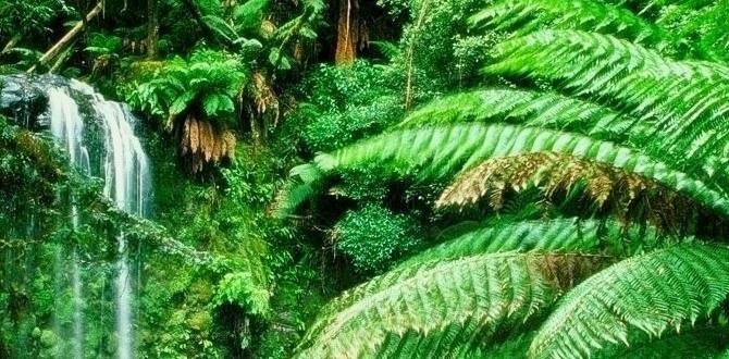 rainforest cacao ceremonies in Ecuador